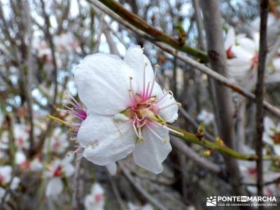 Cebreros - La Merina, Atalaya de ensueño - hoja del almendro;viajes exclusivos